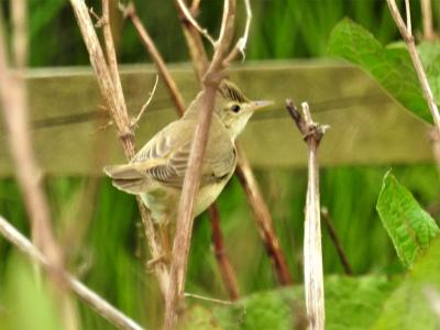 Marsh Warblers in the area