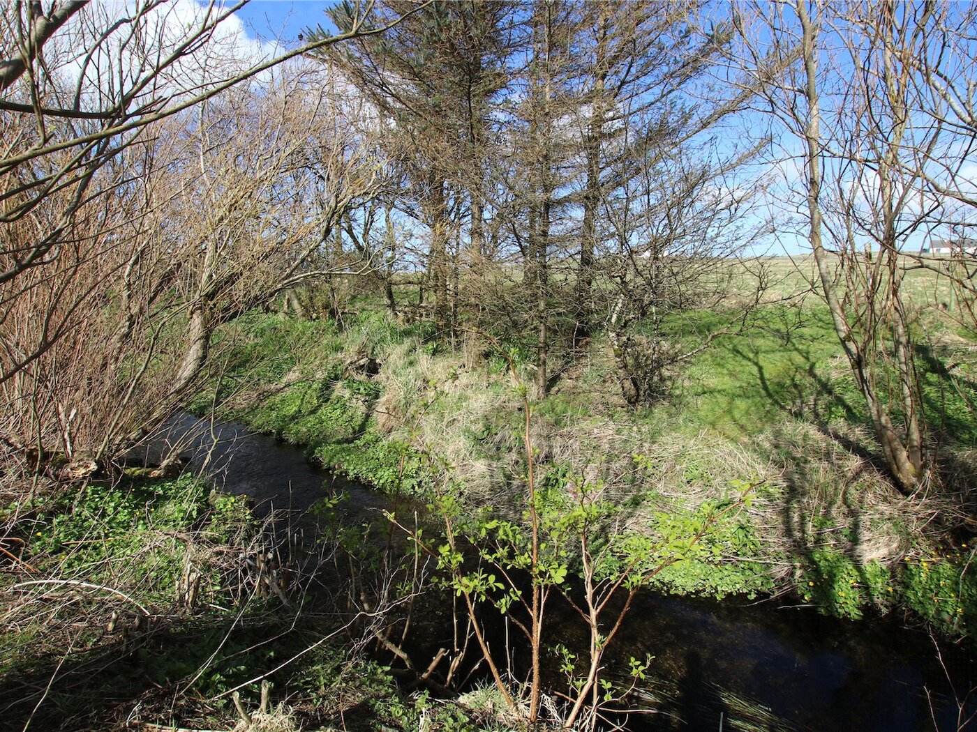 Wooded Area