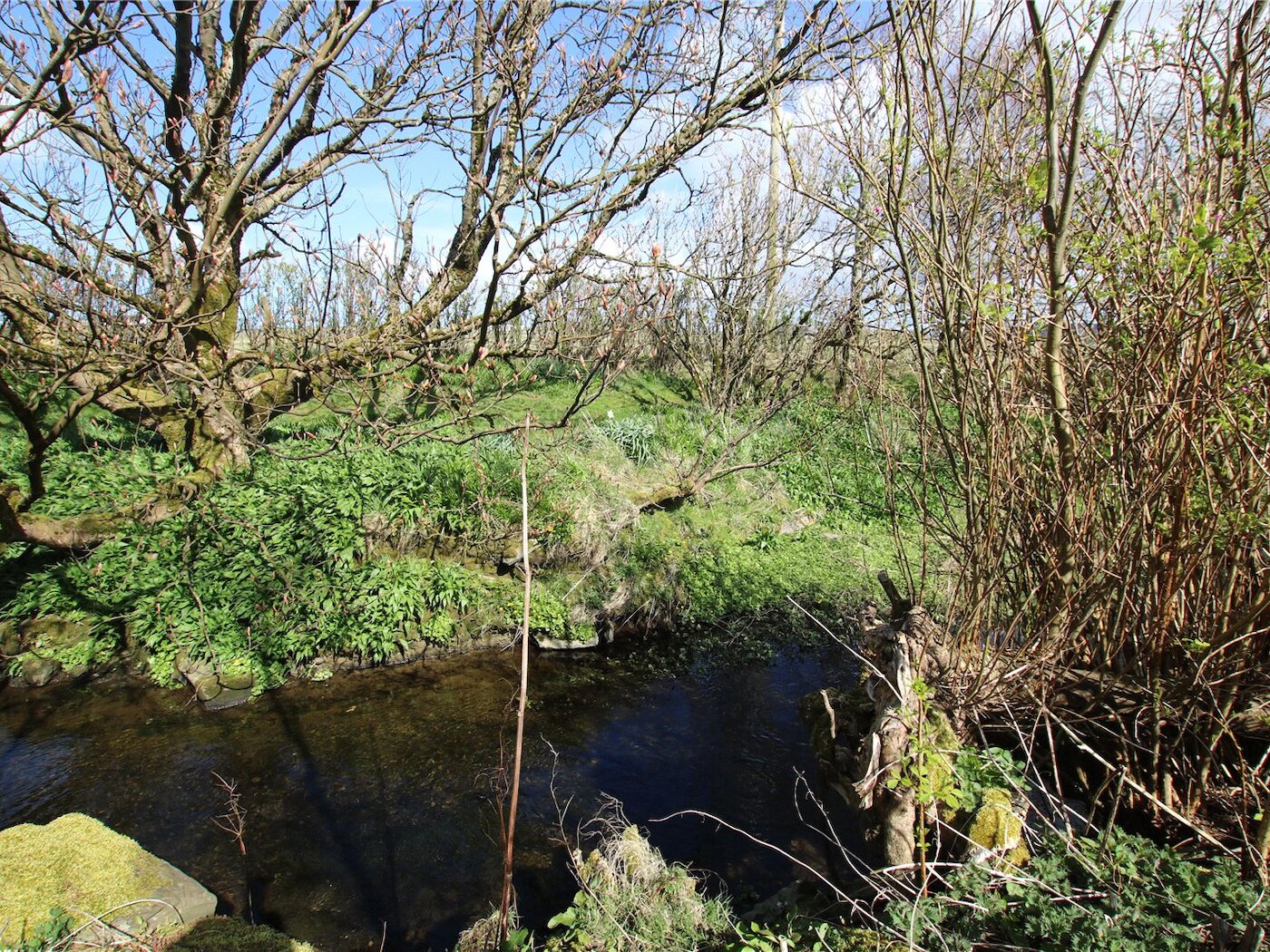 Wooded Area