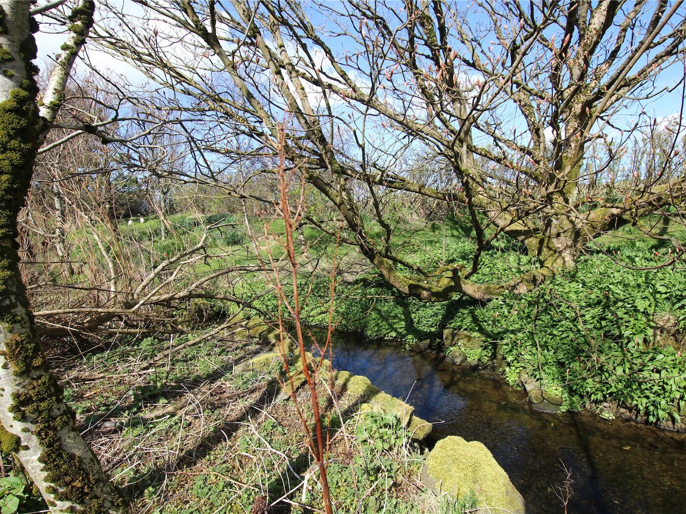 Wooded Area